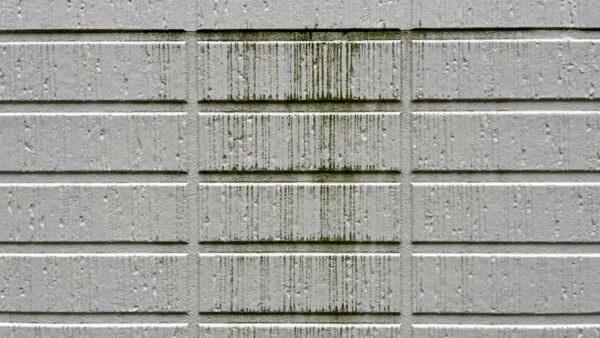外壁のコケの原因と放置するリスクについてご紹介！　｜福岡市南区　想いを形に工房　想いを形に外壁塗装